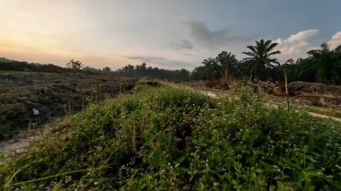 Sabahın erken saatlerinde tarım sabanı manzarasına bakıyorum..