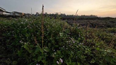 Sabahın erken saatlerinde tarım sabanı manzarasına bakıyorum..