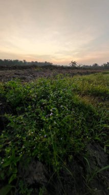 Sabahın erken saatlerinde tarım sabanı manzarasına bakıyorum..