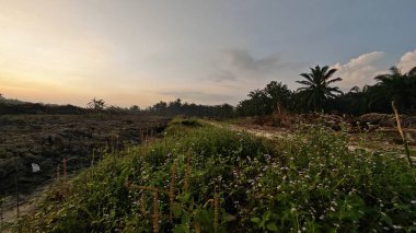 Sabahın erken saatlerinde tarım sabanı manzarasına bakıyorum..