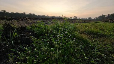 Sabahın erken saatlerinde tarım sabanı manzarasına bakıyorum..