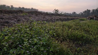 Sabahın erken saatlerinde tarım sabanı manzarasına bakıyorum..