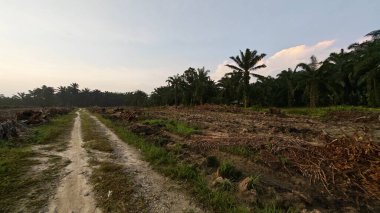 Sabahın erken saatlerinde tarım sabanı manzarasına bakıyorum..