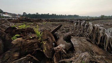 Sabahın erken saatlerinde tarım sabanı manzarasına bakıyorum..