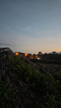 Sabahın erken saatlerinde tarım sabanı manzarasına bakıyorum..