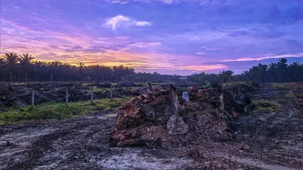 Sabahın erken saatlerinde tarım sabanı manzarasına bakıyorum..
