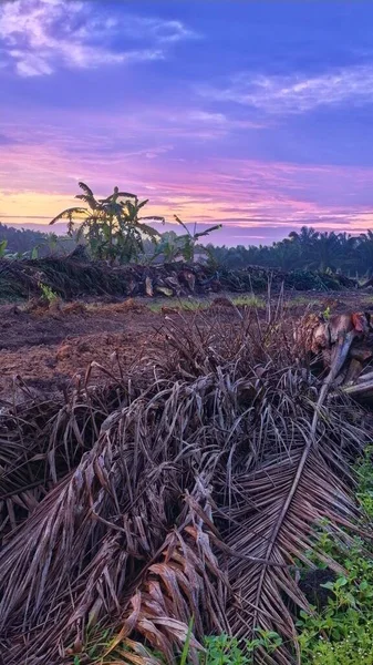Sabahın erken saatlerinde tarım sabanı manzarasına bakıyorum..