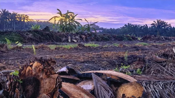 Sabahın erken saatlerinde tarım sabanı manzarasına bakıyorum..
