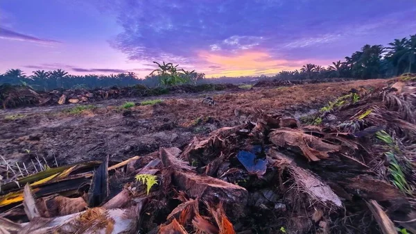 Sabahın erken saatlerinde tarım sabanı manzarasına bakıyorum..