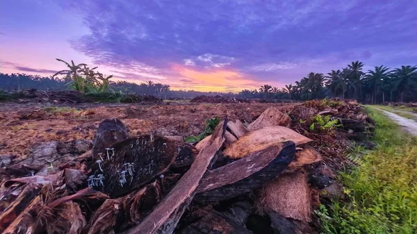 Sabahın erken saatlerinde tarım sabanı manzarasına bakıyorum..