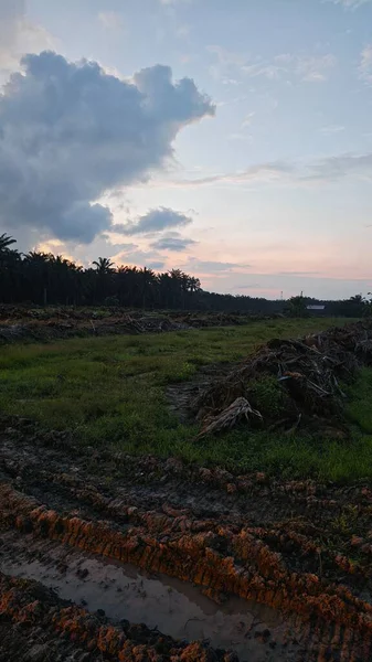 Sabahın erken saatlerinde tarım sabanı manzarasına bakıyorum..