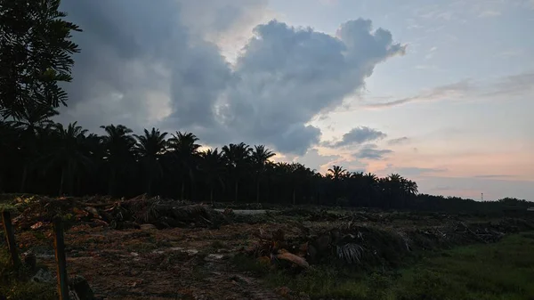 Sabahın erken saatlerinde tarım sabanı manzarasına bakıyorum..
