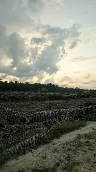 Sabahın erken saatlerinde tarım sabanı manzarasına bakıyorum..