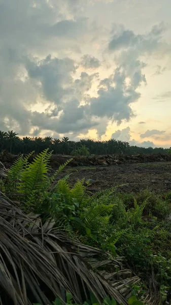 Sabahın erken saatlerinde tarım sabanı manzarasına bakıyorum..