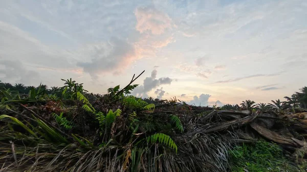 Sabahın erken saatlerinde tarım sabanı manzarasına bakıyorum..