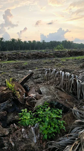 Sabahın erken saatlerinde tarım sabanı manzarasına bakıyorum..