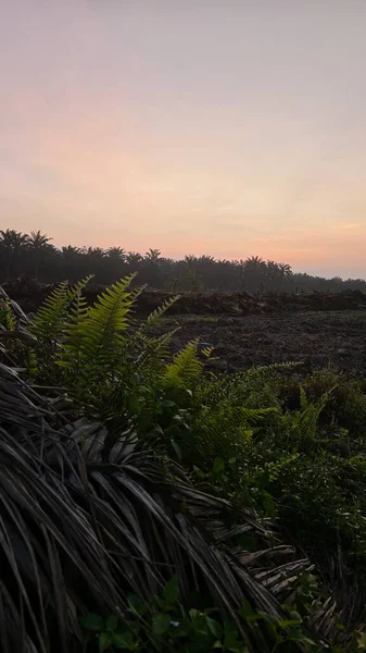 Sabahın erken saatlerinde tarım sabanı manzarasına bakıyorum..