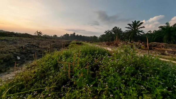 Sabahın erken saatlerinde tarım sabanı manzarasına bakıyorum..