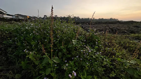 Sabahın erken saatlerinde tarım sabanı manzarasına bakıyorum..