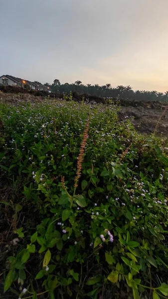 Sabahın erken saatlerinde tarım sabanı manzarasına bakıyorum..
