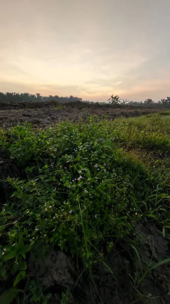 Sabahın erken saatlerinde tarım sabanı manzarasına bakıyorum..