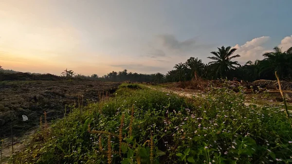 Sabahın erken saatlerinde tarım sabanı manzarasına bakıyorum..