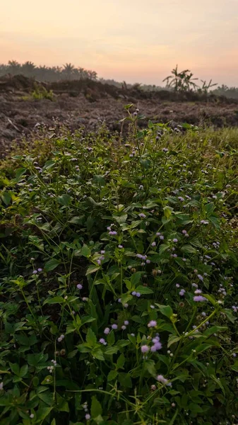 Sabahın erken saatlerinde tarım sabanı manzarasına bakıyorum..