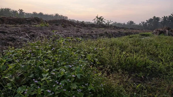 Sabahın erken saatlerinde tarım sabanı manzarasına bakıyorum..