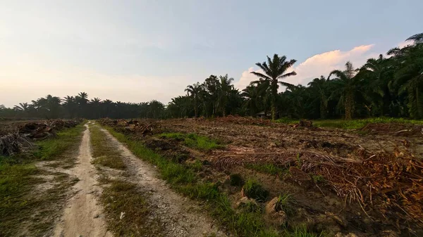 Sabahın erken saatlerinde tarım sabanı manzarasına bakıyorum..