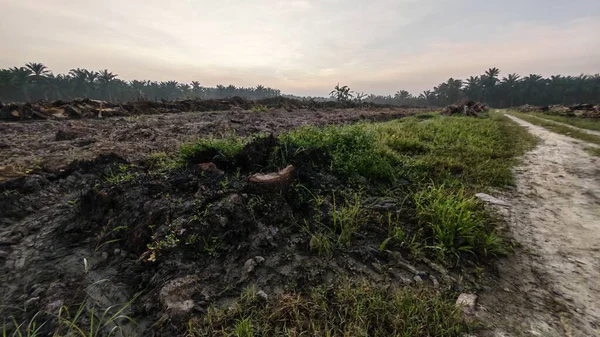 Sabahın erken saatlerinde tarım sabanı manzarasına bakıyorum..