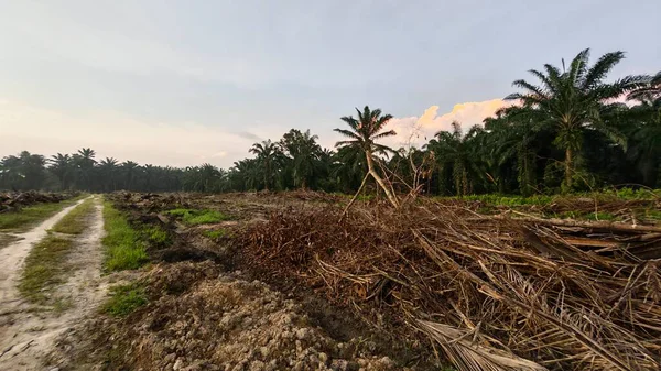 Sabahın erken saatlerinde tarım sabanı manzarasına bakıyorum..
