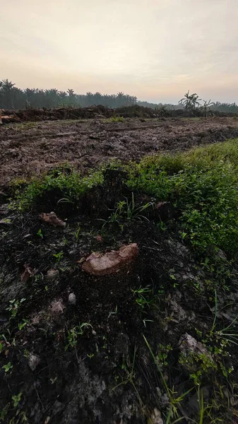 Sabahın erken saatlerinde tarım sabanı manzarasına bakıyorum..