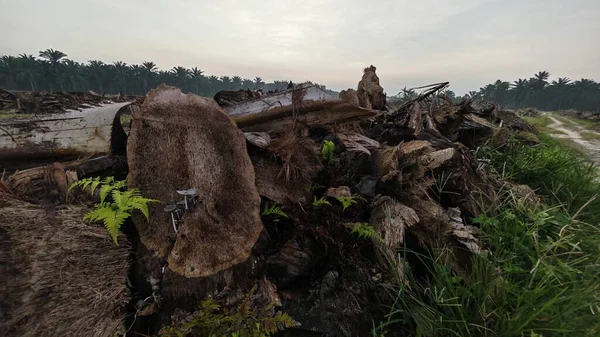 Sabahın erken saatlerinde tarım sabanı manzarasına bakıyorum..