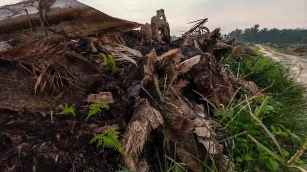 Sabahın erken saatlerinde tarım sabanı manzarasına bakıyorum..