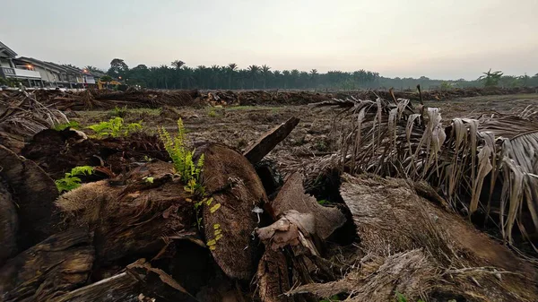 Sabahın erken saatlerinde tarım sabanı manzarasına bakıyorum..