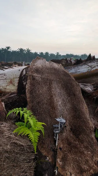 Sabahın erken saatlerinde tarım sabanı manzarasına bakıyorum..