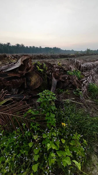 Sabahın erken saatlerinde tarım sabanı manzarasına bakıyorum..