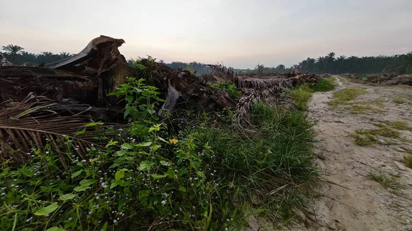 Sabahın erken saatlerinde tarım sabanı manzarasına bakıyorum..