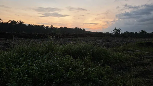 Sabahın erken saatlerinde tarım sabanı manzarasına bakıyorum..