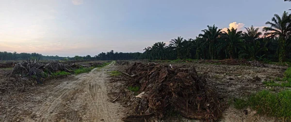 Sabahın erken saatlerinde tarım sabanı manzarasına bakıyorum..