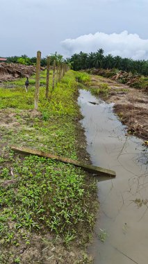 Kanalizasyon yolunun etrafındaki insan yapımı drenaj sisteminin etrafında başıboş dolaşan sokak köpeği..