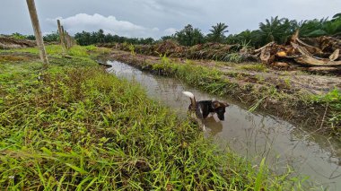 Kanalizasyon yolunun etrafındaki insan yapımı drenaj sisteminin etrafında başıboş dolaşan sokak köpeği..