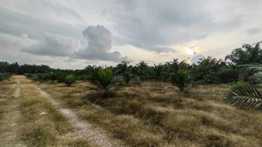 Çiftliğin çevresindeki temiz arazide insan yapımı toprak yol ve drenaj sisteminin manzarası..