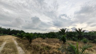Çiftliğin çevresindeki temiz arazide insan yapımı toprak yol ve drenaj sisteminin manzarası..