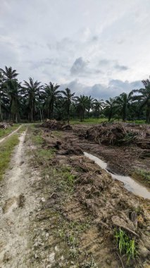 Çiftliğin çevresindeki temiz arazide insan yapımı toprak yol ve drenaj sisteminin manzarası..