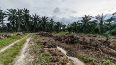 Çiftliğin çevresindeki temiz arazide insan yapımı toprak yol ve drenaj sisteminin manzarası..