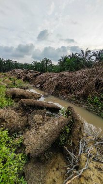 Çiftliğin çevresindeki temiz arazide insan yapımı toprak yol ve drenaj sisteminin manzarası..