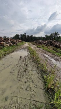 Çiftliğin çevresindeki temiz arazide insan yapımı toprak yol ve drenaj sisteminin manzarası..