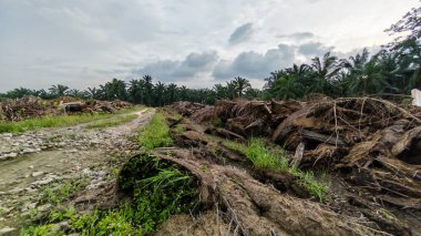 Çiftliğin çevresindeki temiz arazide insan yapımı toprak yol ve drenaj sisteminin manzarası..