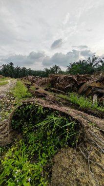 Çiftliğin çevresindeki temiz arazide insan yapımı toprak yol ve drenaj sisteminin manzarası..